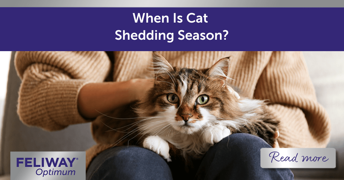 When Is Cat Shedding Season?